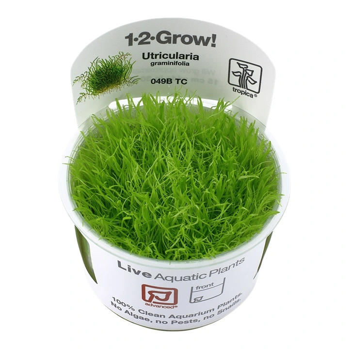 Tropica Utricularia graminifolia 1-2-GROW x 3